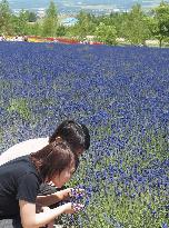 Lavender season in Hokkaido